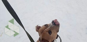 Приют для животных Help Dog на Ленинградском шоссе