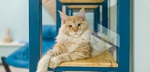 Котокафе Котоmania Cats & Relax Club на улице Покровка