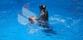 Новороссийский дельфинарий