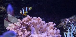 Океанариум Sochi Discovery World Aquarium