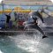 Анапский дельфинарий на Большом Утрише