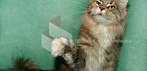 Питомник кошек породы Мейн-кун Кун-ВиЛе-Кун