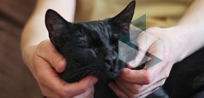 Мурчалкин - передержка котов и кошек