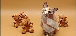 Питомник Бурманских кошек