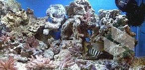 Интернет-магазин морских аквариумов Аквамонстр
