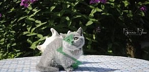 Питомник британских кошек и котят Bonnie Blue