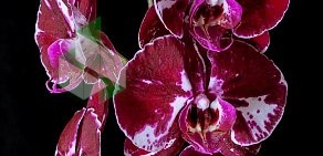 Компания по оптовой продаже орхидей Orchidelia