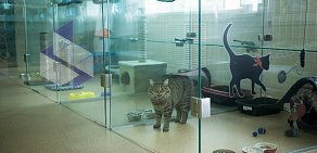 Гостиница для кошек Чёрный Кот в 3-м Силикатном проезде, 4 к 1