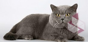 Питомник британских кошек Berenis  