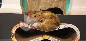 Магазин аксессуаров для котов Tomeow