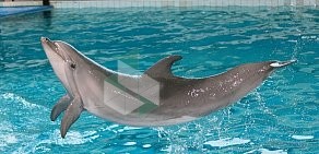 Дельфинарий на метро Крестовский остров