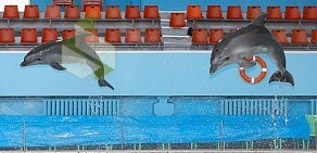 Дельфинарий на метро Крестовский остров