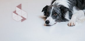 Ветеринарная клиника Vetcity Clinic в Зубаревом переулке 