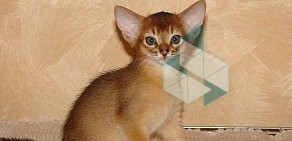Питомник абиссинских кошек Abysolaris