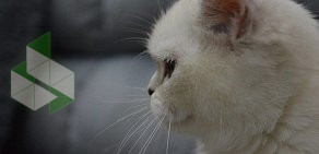 Питомник шотландских вислоухих кошек Galaxy cat на улице Авиастроителей