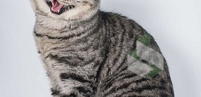 Питомник шотландских вислоухих кошек Galaxy cat на улице Авиастроителей