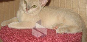 Питомник бурманских кошек Silk way на улице Репина, 53