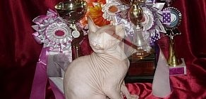 Клуб любителей кошек Кошки Белогорья в Западном округе