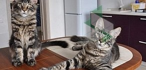 Клуб любителей кошек Кошки Белогорья в Западном округе