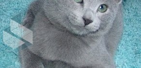 Питомник русских голубых кошек Rusalia на Набережной улице в Лыткарино