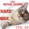 Клуб любителей кошек Феличита на проспекте Степана Разина