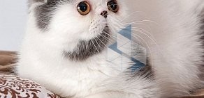 Питомник персидских и экзотических короткошерстных кошек Irlins