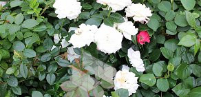 Питомник роз Тамара Розы на Дачном проспекте