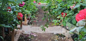 Питомник роз Тамара Розы на Дачном проспекте