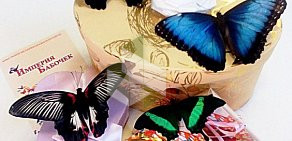 Интернет-магазин живых бабочек Империя бабочек