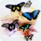 Интернет-магазин живых бабочек Империя бабочек