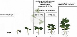 Семеноводческая компания Сатива