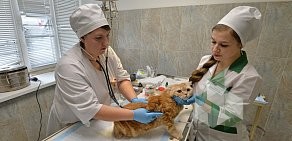 Челябинская городская ветеринарная станция по борьбе с болезнями животных в Тракторозаводском районе