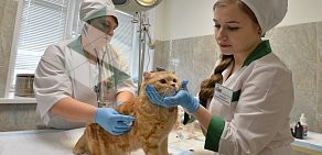Челябинская городская ветеринарная станция по борьбе с болезнями животных в Тракторозаводском районе