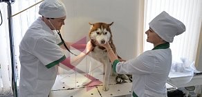 Челябинская городская ветеринарная станция по борьбе с болезнями животных на улице Пржевальского