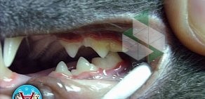Ветеринарно-стоматологичекая клиника для кошек и собак Велес-Вет на улице Котина