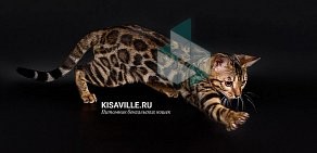 Питомник бенгальских кошек KisaVille на улице Остужева