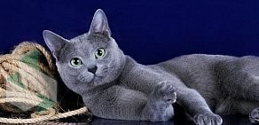 Монопородный питомник русских голубых кошек Rusalia Snezhana’Rus в Лыткарино