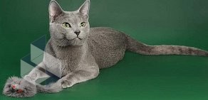 Монопородный питомник русских голубых кошек Rusalia Snezhana’Rus в Лыткарино