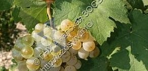 Северо-Кавказский федеральный научный центр садоводства, виноградарства, виноделия Анапская зональная опытная станция виноградарства и виноделия