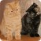 Питомник британских короткошерстных кошек Серый призрак