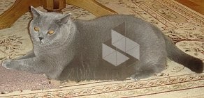 Питомник британских короткошерстных кошек Серый призрак