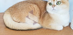 Питомник британских кошек Lusy-mur