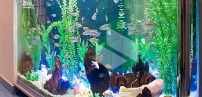 Магазин зоотоваров и аквариумов Золотая рыбка на Технической улице