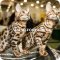 Питомник бенгальских кошек Zoocat