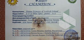 Питомник шотландских кошек Marzipan
