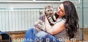 Гостиница для кошек Котель