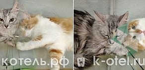 Гостиница для кошек Котель