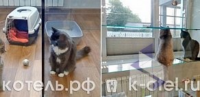 Гостиница для кошек Котель