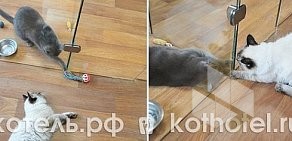 Гостиница для кошек Котель