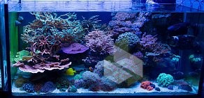 Салон аквариумов Наутилус